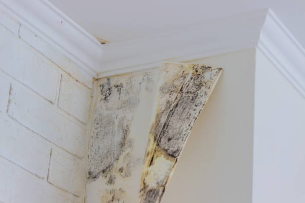 Environmental Consulting for Mold Prevention in Corrigan, TX